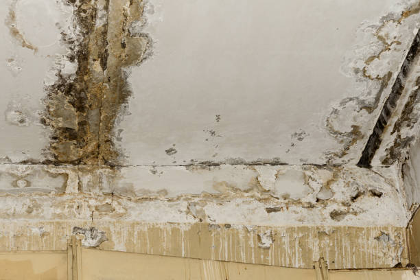 Best Black Mold Removal  in Talpa, NM
