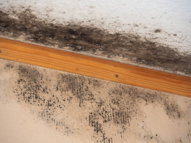 Best Real Estate Mold Inspection  in Talpa, NM