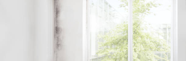 Best Mold Prevention Services  in Talpa, NM
