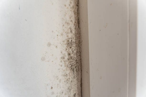 Best Mold Damage Restoration  in Talpa, NM